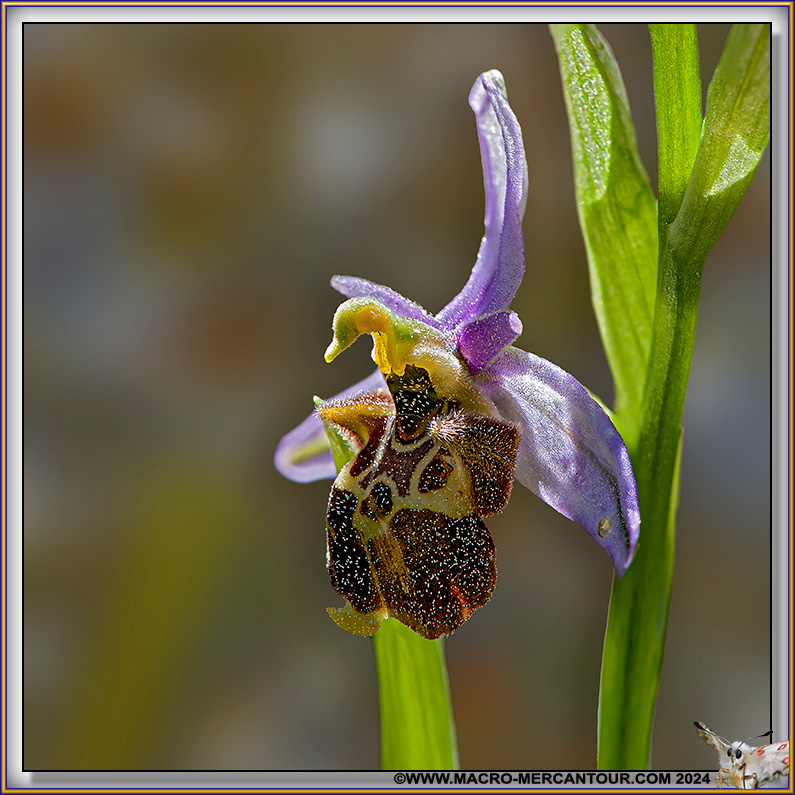 Ophrys Vetula Risso